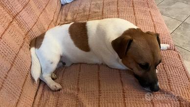 Cucciolata di Jack Russell in arrivo a Agosto 2026