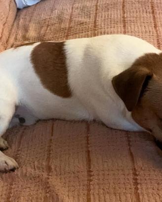 Cucciolata di Jack Russell in arrivo a Agosto 2026