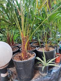 palme