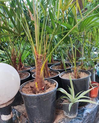 palme