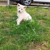 Akita inu cuccioli con pedigree
