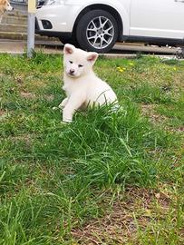 Akita inu cuccioli con pedigree