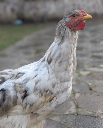 Gallo Brahma