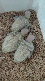 Conuri del sole beby