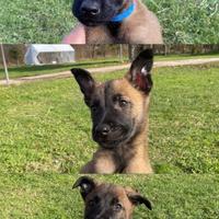 Cuccioli di pastore belga Malinois