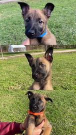 Cuccioli di pastore belga Malinois