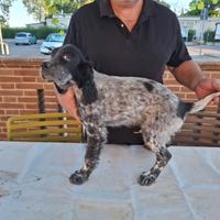 Cucciolo di setter inglese