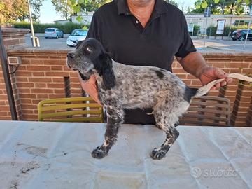 Cucciolo di setter inglese