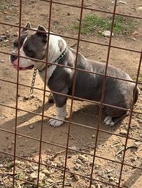 American bully