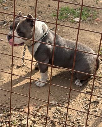 American bully