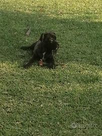 Cucciole Cane Corso Italiano