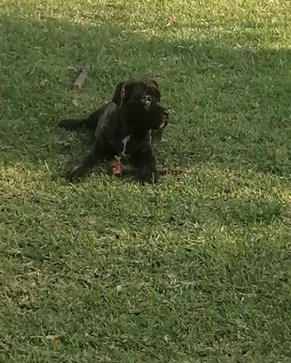 Cucciole Cane Corso Italiano