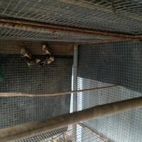 Uccelli
