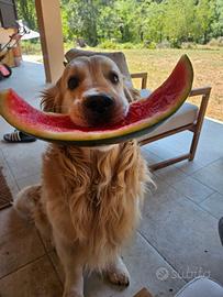 Golden Retriever per accoppiamento