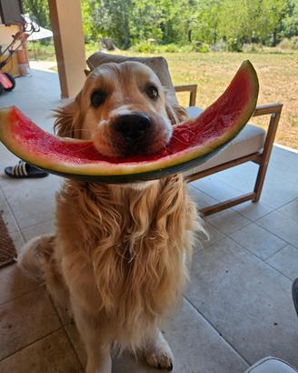 Golden Retriever per accoppiamento