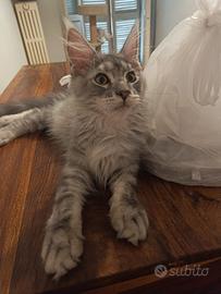 Maine Coon Silver Pedigree