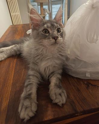 Maine Coon Silver Pedigree