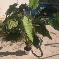 pianta finta 