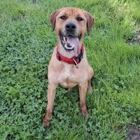 Cagnolino taglia media grande