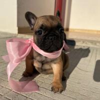 Cucciola femmina fulva di bouledogue francese