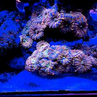 Corallo di facile gestione