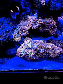 Corallo di facile gestione