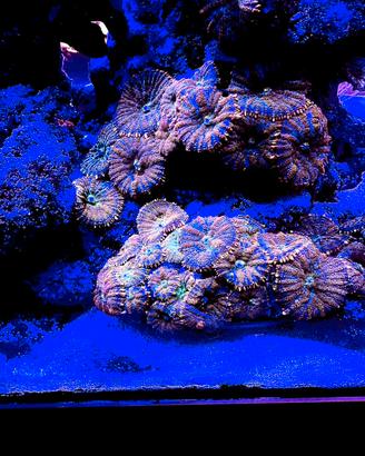 Corallo di facile gestione