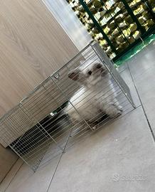 Coniglio testa di leone