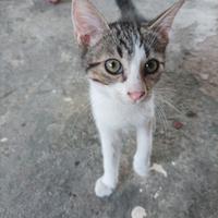 Gattini dolcissimi