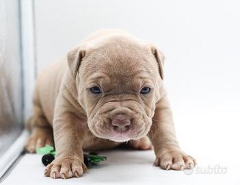 Ultimo cucciolo disponibile