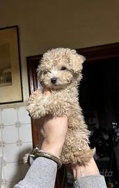 Barboncino Toy 3 mesi