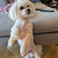 Cucciolo maltese da accoppiare