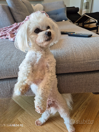 Cucciolo maltese da accoppiare