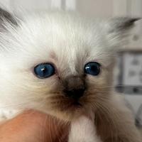 Dolcissimi gattini Sacro di Birmania