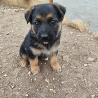 Cuccioli di cane