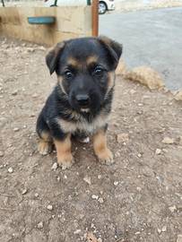 Cuccioli di cane