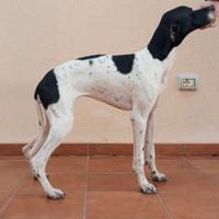Pointer inglesee