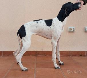 Pointer inglesee