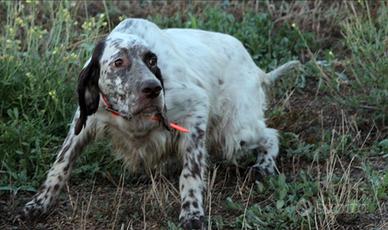Setter Inglese femmina pronta caccia