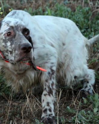 Setter Inglese femmina pronta caccia