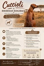 Cuccioli di Rhodesian ridgeback