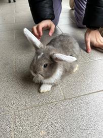 Cucciolo di coniglio ariete