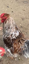 Gallo