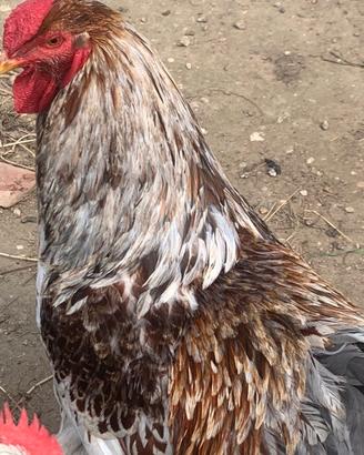 Gallo