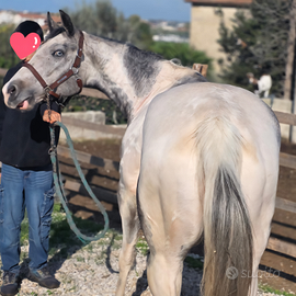 Cavalla paint con occhi azzurri