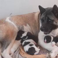 Cuccioli di Akita Inu
