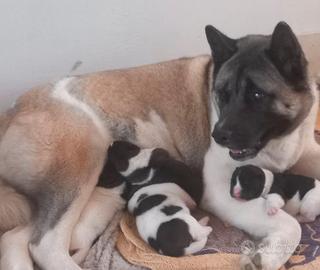 Cuccioli di Akita Inu