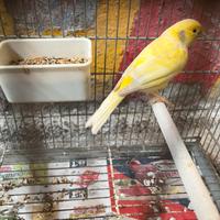 Canarino malinois maschio