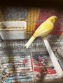 Canarino malinois maschio