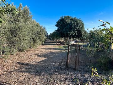 Terreno agricolo sito in agro di Quartucciu